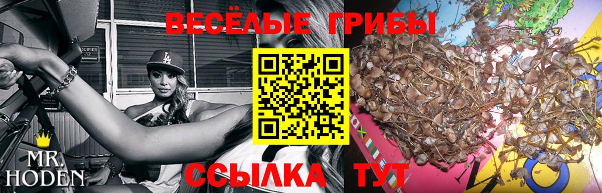 Тихорецк  Псилоцибиновые грибы мицелий  Вход с VPN 